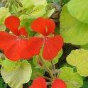 Pelargonium x 'Golden Crest' fleur